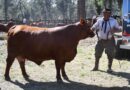 Arrancó la 17° edición de la ExpoBra en el Vivero San Carlos