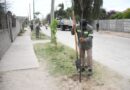 El programa de Arbolado Urbano de la municipalidad inició la plantación de más de 3600 ejemplares en Don Bosco