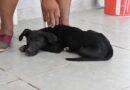 Se concretó un nuevo operativo de castraciones y ya son más de 500 las mascotas esterilizadas en lo que va del año en Fernández