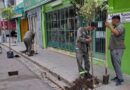 La Municipalidad comenzó la reposición de más de 1.100 árboles en la zona centro de la ciudad