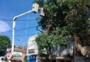 Un árbol de gran porte fue podado por personal municipal