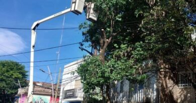 Un árbol de gran porte fue podado por personal municipal