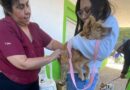 Realizaron un exitoso operativo de castración animal en La Cañada