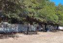 Empleados municipales de La Cañada trabajan en colocación de la tapia perimetral del Polideportivo